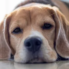 A quiet moment captured indoors. This close-up of a Beagle resting his head shows a different side of his personality: calm, gentle, and full of soul.