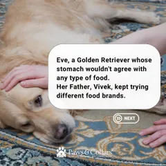 Eve's stomach didn't agree with many foods, a common issue for pet parents. Her owner, Vivek, was struggling to find a solution that worked for her.