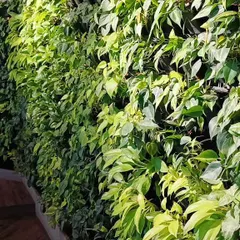 A close-up view of a live vertical garden we created for a corporate office. This angle highlights the density and health of the foliage, showcasing a mix of green and variegated leaf types.