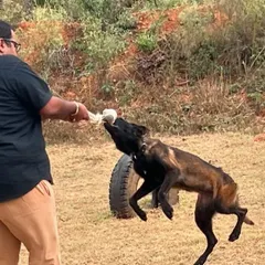 A tracker K9 in training. We use drive-building exercises to enhance their focus and motivation for tracking scents in the wild.