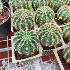 Trays of healthy, young cacti ready for potting. I offer many different types, from the classic round shapes to more unusual varieties.