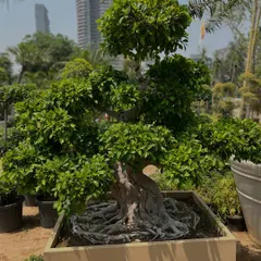 Look at the intricate root structure and the full, lush canopy of this Ficus bonsai. This is the result of years of patient cultivation. It comes in a large planter, ready to become the highlight of your garden.