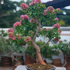 A Bougainvillea in full bloom is a celebration. This pink variety has been carefully trained to create a full, vibrant canopy, showcasing how patience and pruning can result in such a breathtaking display of color.
