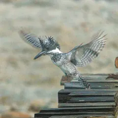 The male Crested Kingfisher descends towards the female. Capturing such fast-paced action requires anticipating the bird's behavior.
