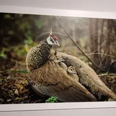 My photograph titled "Unconditional Love," showing a peahen with her chicks, was one of the exhibits at the recent exhibition at Museo Camera, Gurugram. It is a deeply fulfilling experience to see one's work displayed for public viewing.
