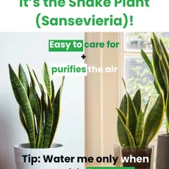 The Snake Plant, or Sansevieria, is a superstar for any home. It's incredibly easy to care for, purifies the air, and its upright leaves add a modern, architectural element to your decor.