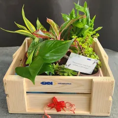 Our custom gift hampers are a thoughtful way to show appreciation. This wooden crate hamper, created for GKN Aerospace, combines a variety of lush green plants and includes a personalized thank you note, making for a substantial and memorable corporate gift.