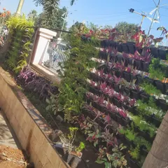 This wider view shows the scale of the vertical garden project. The living wall creates a massive green barrier along the property line, turning a standard fence into a beautiful and eco-friendly landmark.
