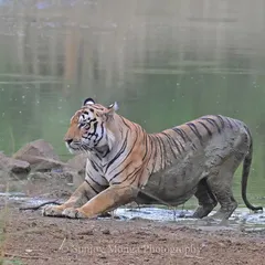 After slumbering in a waterhole through the peak summer heat, a tiger rises. Its rear half is glistening with cool ooze as it stretches, preparing for the evening's hunt in the Central Indian wilds.