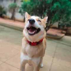 Loki the Husky is all smiles for the camera! We love capturing these moments of pure happiness from our guests.