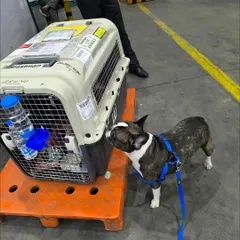 A well prepared pet is a calm pet. Here, Bruno the French Bulldog is seen at the airport, relaxed and familiar with his travel crate before his flight to Canada. This confidence is a direct result of our dedicated crate conditioning program.
