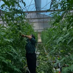 It's all hands on deck when the crops need attention. Here, a volunteer helps with pruning and maintenance in our tomato greenhouse, a vital part of our daily operations.