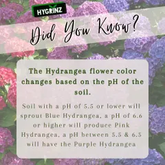Did you know you can change the color of Hydrangea flowers? The color is determined by the pH of the soil, a fascinating bit of garden science.