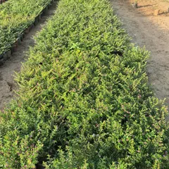 More rows of healthy saplings at our nursery. We are fully stocked to handle bulk supply requirements for landscapers, hotels, and large residential projects.