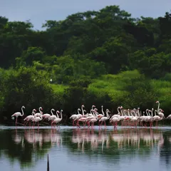 A flock of Greater Flamingos wades through the calm waters of a Navi Mumbai lake, their elegant forms reflected against a backdrop of lush mangroves. This image was part of a feature in Mid-Day newspaper to raise awareness about these vital urban ecosystems.