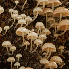 A dense colony of delicate, pale mushrooms covers a patch of the forest floor. The sheer variety of fungi is astonishing, and each walk reveals something new and beautiful.