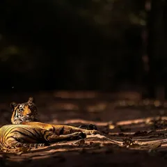 A tigress rests in a patch of sublime afternoon light in Bandhavgarh. Learning to use natural light and shadows is crucial for creating dramatic and artistic wildlife images.