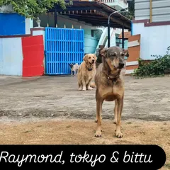 Raymond, Tokyo, and Bittu, a trio of friends posing for the camera.