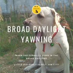 A yawn in the broad daylight means this Labrador is feeling relaxed and at ease. It's a great sign that he feels comfortable and safe here.