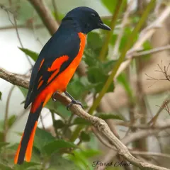The Orange Minivet is a flash of fire in the forest canopy. The male's intense orange-red and black plumage makes for a stunning visual, a perfect subject for a bold and colorful art print.