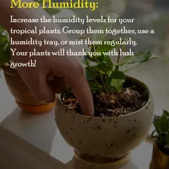 Tropical plants love humidity. You can help them feel more at home by grouping them together, using a humidity tray, or misting them regularly for lush, happy growth.
