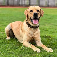 Dexter the Labrador, looking happy and healthy after his session. A clean dog is a comfortable dog.
