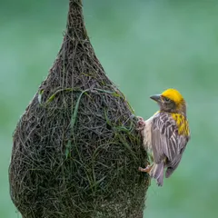 A closer look at the Baya Weaver's craftsmanship. The intricate weaving of dry and semi-dry grass is a testament to the skill and dedication of these small birds.