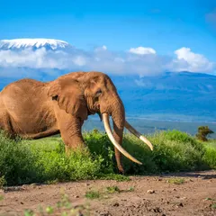 A super tusker elephant grazes in Amboseli with Mount Kilimanjaro in the background. My African photo safaris are designed to help you capture these breathtaking, paradise-like frames.