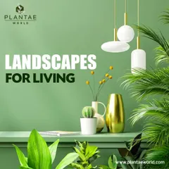 "Landscapes for Living" is our core philosophy. We design interior plantscapes that are not just decorative but are integral to creating a healthy, calming, and beautiful living environment.