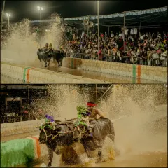 Two frames from a thrilling Kambala race under the floodlights. The top frame shows the powerful start, while the bottom captures the determination of the jockey, highlighting the intensity of this traditional sport.