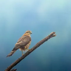 Poised with purpose. This majestic raptor, likely a Shikra, sits patiently on a branch against a painterly blue sky. Its sharp eyes are constantly scanning, reminding us of the precision of a natural hunter.