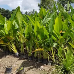 The Traveller's Palm, with its unique fan-like shape, is another exotic option I provide for creating a distinct, tropical feel in landscape designs.