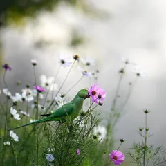 A rose-ringed parakeet nibbles on a flower at Sundar Nursery in Delhi. The soft, misty background and the delicate flowers create a beautiful, almost romantic setting. It’s a peaceful moment of a bird enjoying nature's bounty.