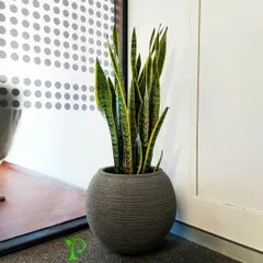 The Dracaena trifasciata, or Snake Plant, is a star performer. Here it stands tall in a textured, rounded pot, proving that a single, well-chosen plant can be a stunning decorative element in any corner.