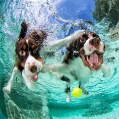Two Springer Spaniels joyfully swimming together. We can accommodate multiple pets in one shoot, capturing their playful interactions both above and below the water.