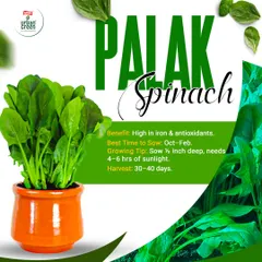 Growing your own food is incredibly rewarding. Here is a healthy pot of Palak (Spinach), grown using our organic methods. It's high in iron, easy to grow with 4-6 hours of sunlight, and can be harvested in just 30-40 days.