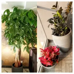 Whether it's a large Money Tree or colorful foliage plants, my professional Mali Service in Mumbai is just a call away. I ensure your plants get the expert care they need to impress.