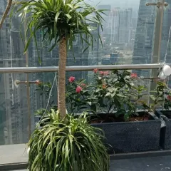 We turn high-rise balconies into stunning green retreats. Imagine enjoying this view from your own home. Our team handles everything, from selecting the right plants for the environment to regular upkeep.