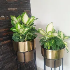 A pair of Dieffenbachia plants in stunning metallic planters. We help you select pots that complement your office interior, creating a cohesive and stylish look, as seen here against a textured stone wall.