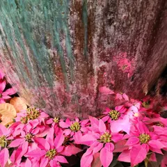 The vibrant color of pink Poinsettias makes for a stunning festive display. Here, they create a beautiful carpet of color at the base of a large, rustic pot, adding a modern twist to traditional Christmas decor.