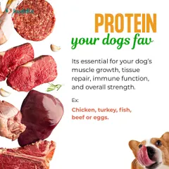 Protein is the building block for your dog's health, essential for muscle growth and tissue repair. Good sources include chicken, turkey, fish, and eggs.