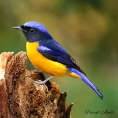 The Rufous-bellied Niltava is a splash of sapphire and sunset, a truly exotic bird from the Himalayan forests. Capturing its brilliant colors against the soft forest light is a reminder of the breathtaking artistry that exists in the wild, perfect for a fine art print.