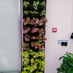 A close-up view of a newly installed vertical garden, showcasing the mix of colors and textures we use. We select a variety of plants, including Syngonium and Pothos, to create a dynamic and visually interesting pattern that evolves as the plants grow.
