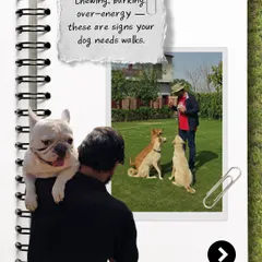 Chewing and barking are often signs a dog needs more walks. We address these behaviors by fulfilling their instinctual need to explore.