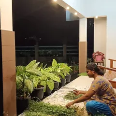 Here I am, sorting through a fresh batch of herbs at night. Each batch of oil starts like this, with me carefully selecting and preparing every single ingredient by hand to ensure its purity and power.