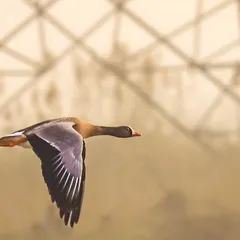 A Lesser White-fronted Goose flies past a web of power lines, a stark reminder of the dangers migratory birds face in urbanized wetlands.