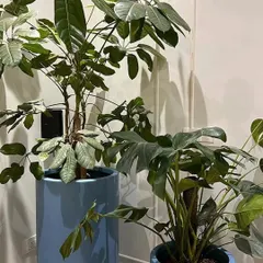 Here, I paired two large, healthy statement plants, a Schefflera and a Philodendron, in glossy blue ceramic planters. This combination adds a vibrant splash of color and lush texture to a neutral-toned living space.