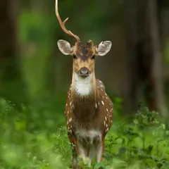 A Spotted Deer stag in the process of shedding the velvet from its new antlers. This educational shot captures a key moment in the annual cycle of a deer's life.