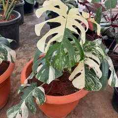 A beautiful example of a variegated Monstera Albo, with large patches of pure white. These plants are highly sought after, and we take great pride in cultivating healthy, beautiful specimens for our projects.