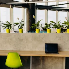 A uniform row of Peace Lilies in vibrant pots brings energy and consistency to this modern co-working area. This design choice adds a pop of color and improves air quality for everyone.